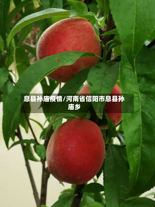 息县孙庙疫情/河南省信阳市息县孙庙乡
